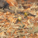 Weebill (image by Mike Watson)