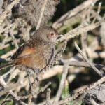 Western Bristlebird (image by Hannu Jännes)