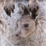 Western Grey Kangaroo (image by Hannu Jännes)