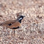 Western Quail-thrush (image by Simon Colenutt)