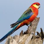 Western Rosella (image by Simon Colenutt)
