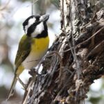 Western Shriketit (image by Hannu Jännes)