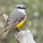 Western Yellow Robin (image by Simon Colenutt)