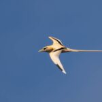 White-tailed Tropicbird (image by Paul McLelland)