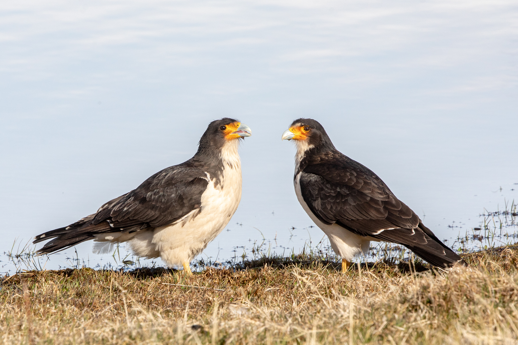 White-throated Caracaras (image by Mark Beaman)