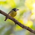 White-faced Robin (image by Mike Watson)