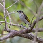 White-streaked Honeyeater (image by Mike Watson)