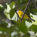 Yellow-breasted Boatbill (image by Mike Watson)