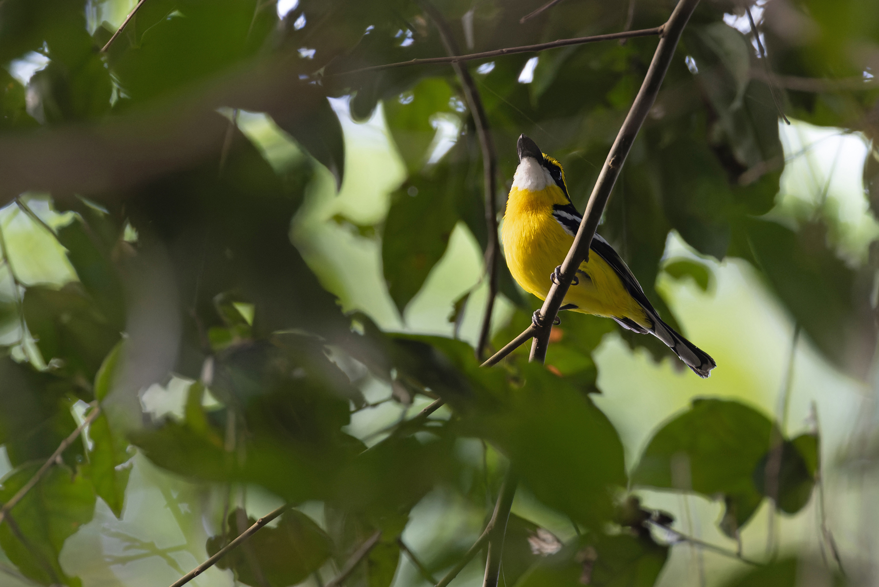 Yellow-breasted Boatbill (image by Mike Watson)