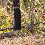 Yellow-spotted Monitor (image by Mike Watson)