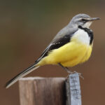 Madagascar Wagtail (image by Eustace Barnes)
