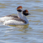 Hooded Grebes (image by Mark Pearman)