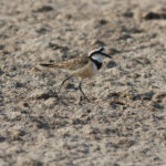 Madagascar Plover (image by Eustace Barnes)