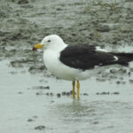 Olrog's Gull (image by Mark Pearman)