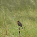 Pampas Meadowlark (image by Mark Pearman)