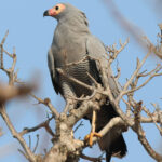 Madagascar Harrier-Hawk (image by Eustace Barnes)