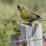 Burrowing Parrot (image by Mark Pearman)
