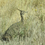 Elegant Crested Tinamou (image by Mark Pearman)