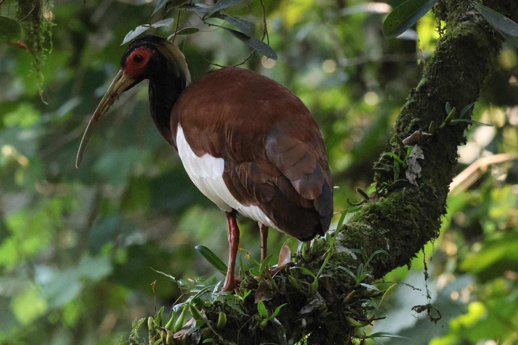 Madagascar Crested Ibis (image by Eustace Barnes)