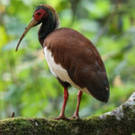 Madagascar Crested Ibis (image by Eustace Barnes)