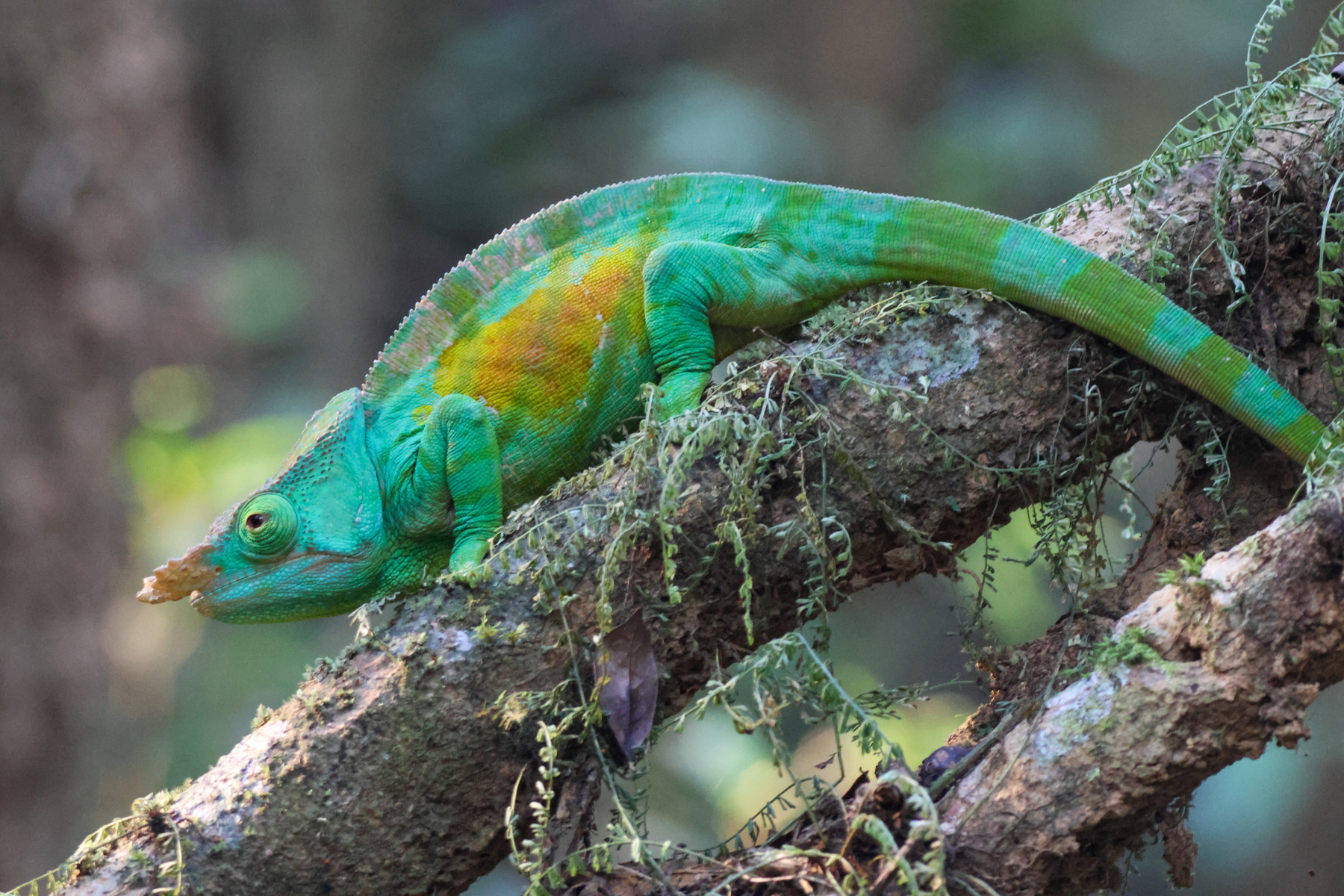 Parson's Chameleon (image by Eustace Barnes)