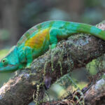 Parson's Chameleon (image by Eustace Barnes)