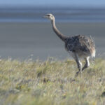 Lesser Rhea (image by Nik Borrow)