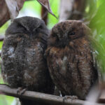 Rainforest Scops Owls (image by Eustace Barnes)
