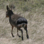 Patagonian Mara (image by Mark Pearman)
