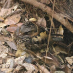 Collared Nightjar (image by Eustace Barnes)