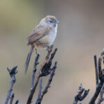 Patagonian Canastero (image by Nik Borrow)