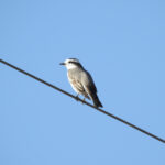 Black-crowned Monjita (image by Mark Pearman)