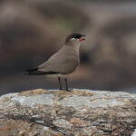 Madagascar Pratincole (image by Eustace Barnes)