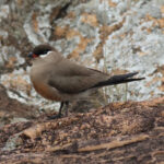 Madagascar Pratincole (image by Eustace Barnes)