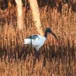 Madagascar Sacred Ibis (image by Eustace Barnes)