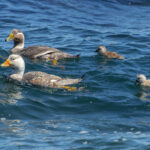 Chubut Steamer Duck (image by Nik Borrow)