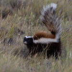 Humboldt's Hog-nosed Skunk (image by Nik Borrow)