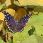 Brilliant Blue (image by Eustace Barnes)