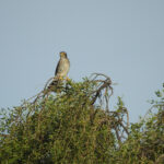 Spot-winged Falconet (image by Mark Pearman)