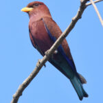 Broad-billed Roller (image by Eustace Barnes)