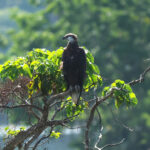 Madagascar Fish Eagle (image by Eustace Barnes)