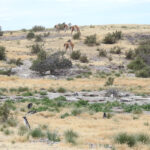 Guanaco and Magellanic Penguins (image by Mark Pearman)
