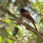 Rufous Vanga (image by Eustace Barnes)