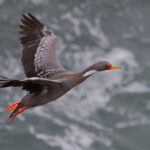 Red-legged Cormorant (image by Nik Borrow)