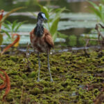 Madagascar Jacana (image by Eustace Barnes)