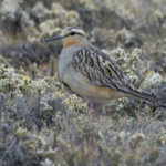Tawny-throated Dotterel (image by Nik Borrow)