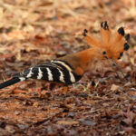 Madagascar Hoopoe (image by Eustace Barnes)