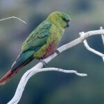 Austral Parakeet (image by Nik Borrow)