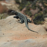 El Bagual's Lizard (image by Mark Pearman)