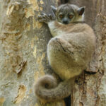 Milne-Edward's Sportive Lemur (image by Eustace Barnes)